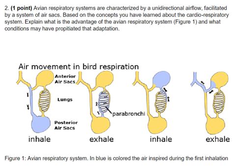 Solved 2. (1 point) Avian respiratory systems are | Chegg.com