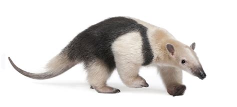 Southern Tamandua | CRITTERFACTS