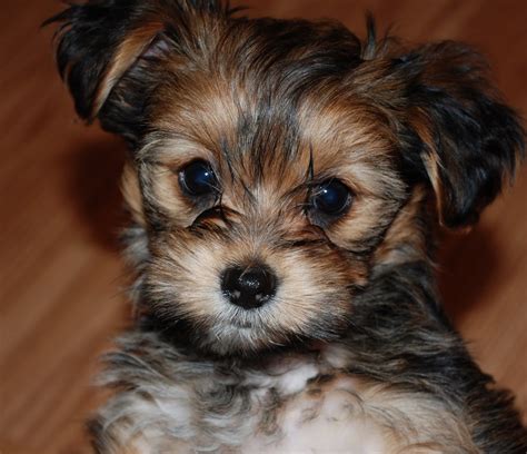 Shorkie: A Definitive Review of the Shih Tzu Yorkie Mix (and Photos ...