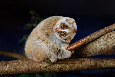 What is a slow loris? Everything you need to know about this cute but ...