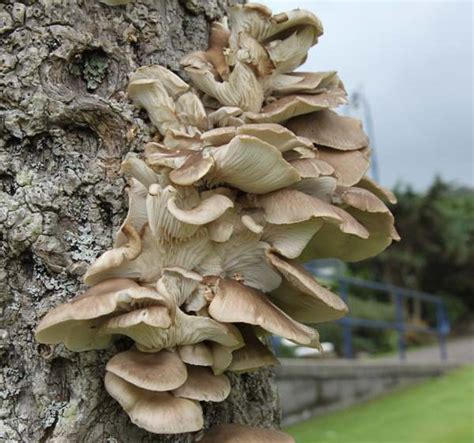 Pleurotus ostreatus, Oyster Mushroom