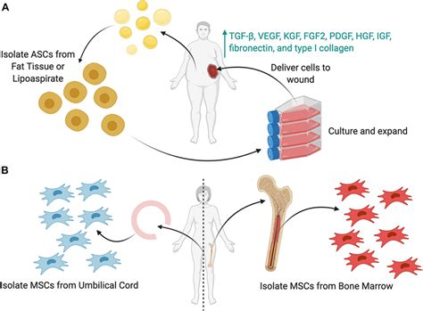 | Benefits of using a hydrogel dressing to deliver cellular therapies ...