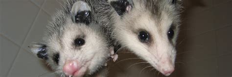 What are Some of the Symptoms of a Sick Opossum?