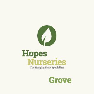 Hawthorn Hedge Pruning | Hopes Grove Nurseries