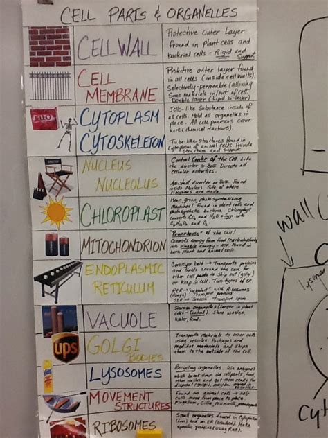 Ms. Pratt's 7th Grade Science: Cell Project Ideas and Analogies