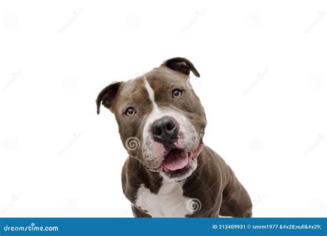 Shocked and Surprised Dog Face Expression. American Bully Isolated on ...