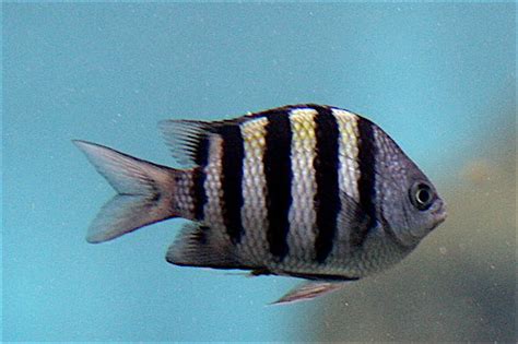 Striped fish | Reef fish at the New York Aquarium, Brooklyn,… | Lindsay Beyerstein | Flickr