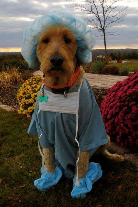 13 Golden retriever costumes ideas | dog halloween, dog halloween ...