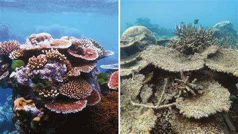 Coral Bleaching Effects