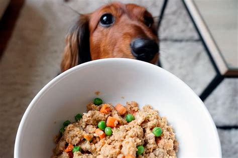 Dieta BARF para perros ¿Qué es y cómo se hace?