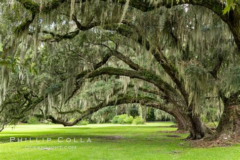 Magnolia Plantation, Charleston, South Carolina, Quercus virginiana