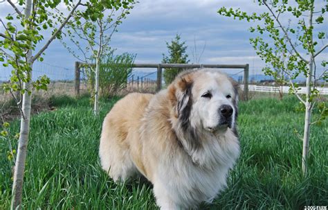 Newfoundland Dog Breed » Information, Pictures, & More