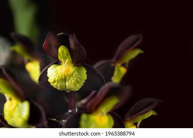 Catasetum Images, Stock Photos & Vectors | Shutterstock