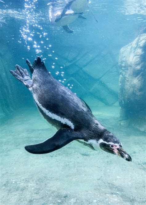 Humboldt Penguin — Peak Wildlife Park