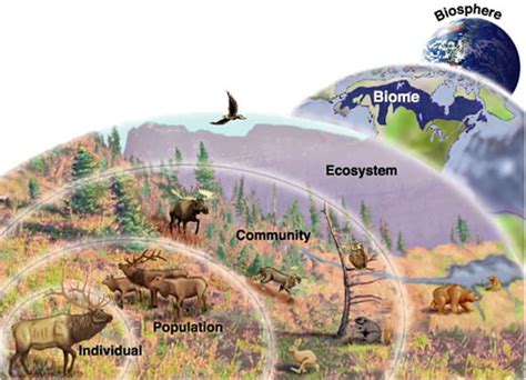 Ecology Unit Vocabulary Diagram | Quizlet