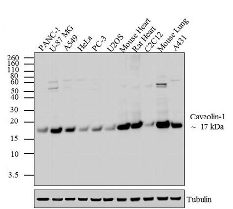 Caveolin 1 Antibody (PA1-064)