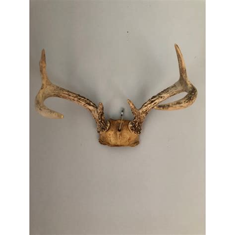 Vintage Six Point Deer Antlers - a Pair | Chairish