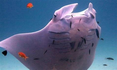 Pink manta ray spotted off the coast of Lady Elliot Island in Australian first – video | Manta ...