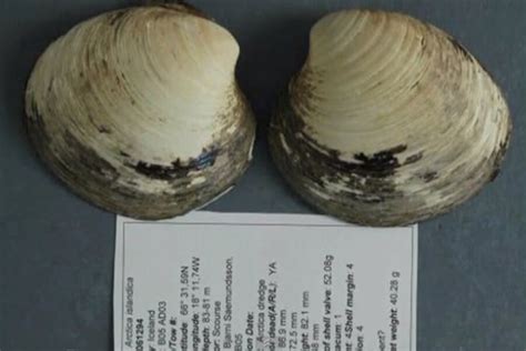 Scientists discover world's oldest clam, killing it in the process ...