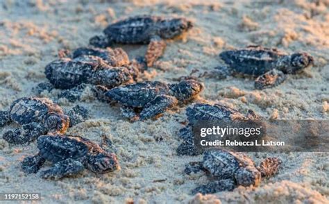 760 Sea Turtle Hatchlings Stock Photos, High-Res Pictures, and Images - Getty Images