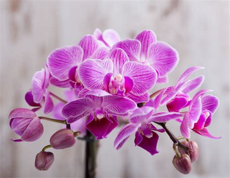 10 Easy-to-Grow Orchid Types for Your Indoor Garden - Orchid Resource ...