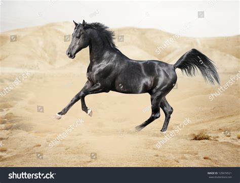 Purebred White Arabian Horse Desert Stock Photo (Edit Now) 129474521