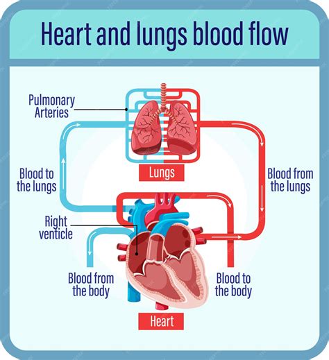 Circulation Of Blood Through The Heart