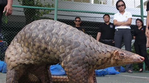 World Pangolin Day: China, which drove the endangered pangolin near extinction, is telling ...