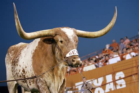 The World in 1994, When Rice Last Beat Texas in Football | Bleacher Report | Latest News, Videos ...