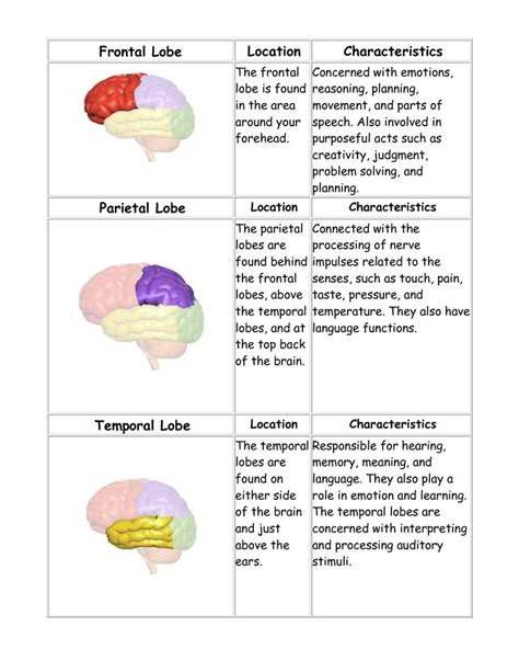 Pin on Brain anatomy and function