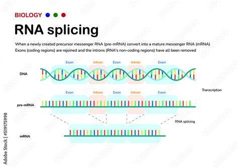 Diagram showing the biological process of RNA splicing to remove intron after transcription and ...