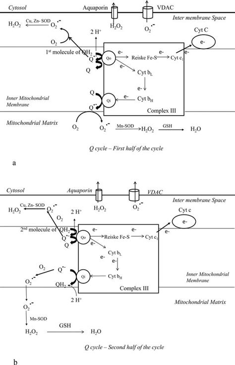 Introductory Chapter: Primary Concept of Hypoxia and Anoxia | IntechOpen