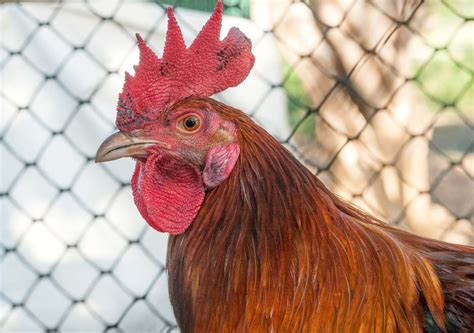 Chicken | Types, Characteristics & Uses | Britannica