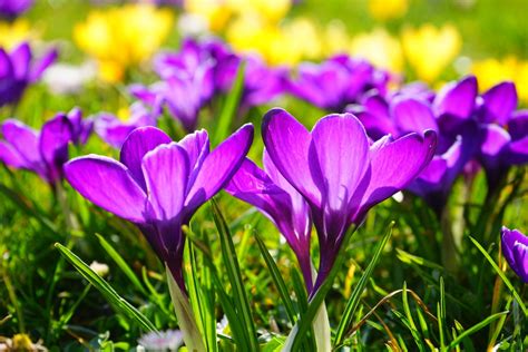 Fotos gratis : campo, prado, púrpura, pétalo, florecer, botánica, flora, flor silvestre, azafrán ...