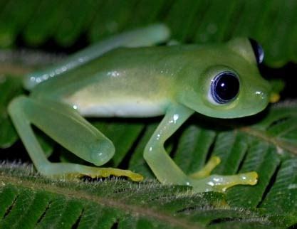 Glass Frogs - The See-through Frogs | Animal Pictures and Facts | FactZoo.com