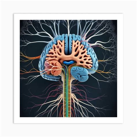 Brain Anatomy 11 Art Print by Pat4U - Fy