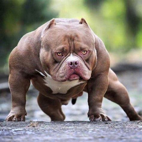 https://creanavt.tumblr.com/archive - | Bully breeds dogs, Dog breeds ...