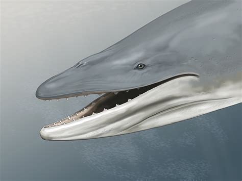 Second oldest known baleen whale actually had teeth - Earth.com