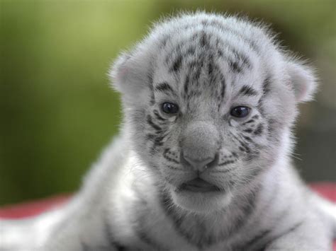 Newborn White Tiger Cubs