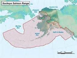 Sockeye Salmon Species Profile, Alaska Department of Fish and Game