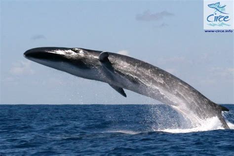 Blue Whales Breaching