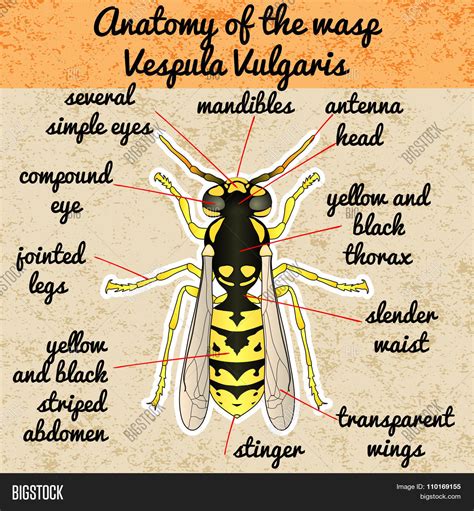 Insect Anatomy.wasp. Vector & Photo (Free Trial) | Bigstock