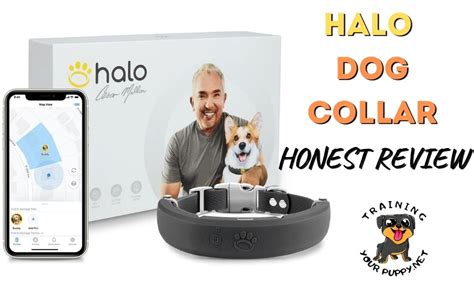 Halo Dog Collar Review: Is It Worth the Money?💰2023