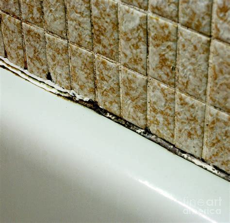 Black Mold On Bathtub Caulking Photograph by Scimat