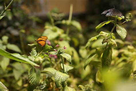 The Butterfly Pavilion at the Natural History Museum is so dreamy | DC Refined