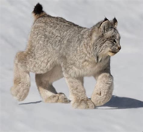 Canada Lynx (Lynx canadensis) is a medium-sized cat characterized by its long ear tufts, flared ...