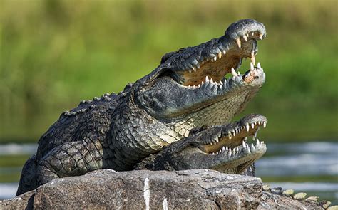 How Do Crocodiles Mate? - Ned Hardy