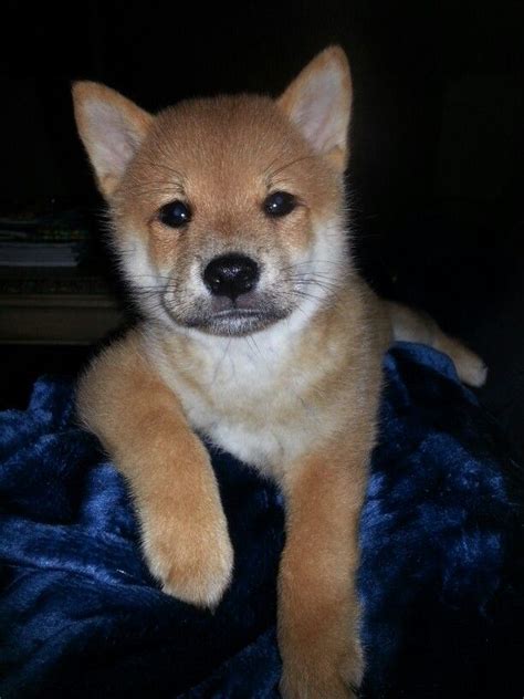 Miniature Shiba Inu puppy @ 9 weeks Linus, Shiba Inu, Happy Places ...