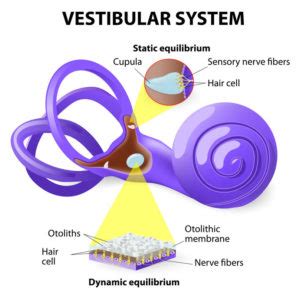 Vestibular Rehabilitation - Kitsilano Physiotherapy