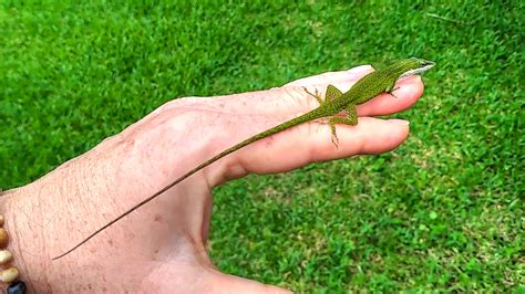 Backyard Birding....and Nature: Friendly Green Anole Lizard With ...